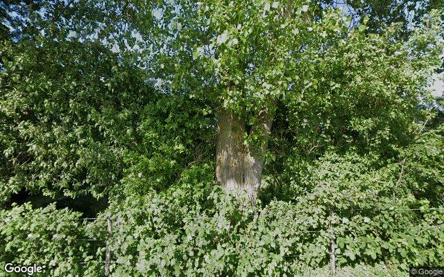 Street View Zuiddijk 8